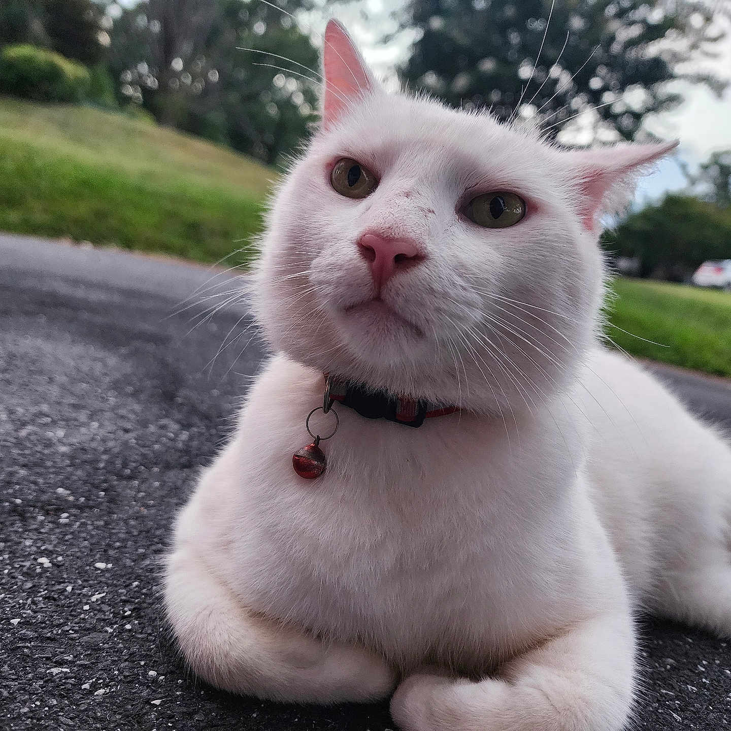 Snowie