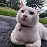 Snowie joined the competition — help win amazing prizes! animal, asphalt, bell, calm, cat, closeup, collar, daytime, ears, feline, grass, greenery, nature, outdoor, paw, pet, portrait, resting, whiskers, white_cat