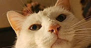 Snowie joined the competition — help win amazing prizes! animal, bell, cat, close_up, collar, cozy, curious, domestic_animal, ears, face, feline, fur, indoor, looking_down, pet, portrait, soft_background, warm_lighting, whiskers, white_cat