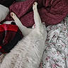Snowie joined the competition — help win amazing prizes! bed, blanket, cat, cozy, dresser, fan, feline, floral_bedspread, fur, indoor, maroon_blanket, paw, pet, plaid_pattern, red_blanket, relaxing, resting, sleeping, stretching, white_cat