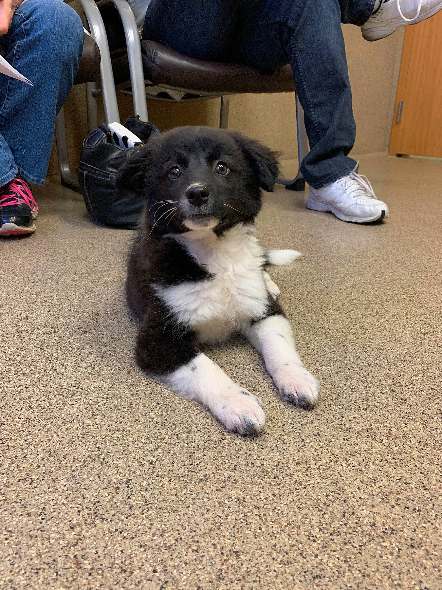 Comet is registered to the contest to win money with this photo: border_collie, canidae, carnivore, companion_dog, dog, dog_breed, karakachan_dog, mammal, paw, puppy, rare_breed_dog, snout, sporting_group, stabyhoun, vertebrate, working_dog