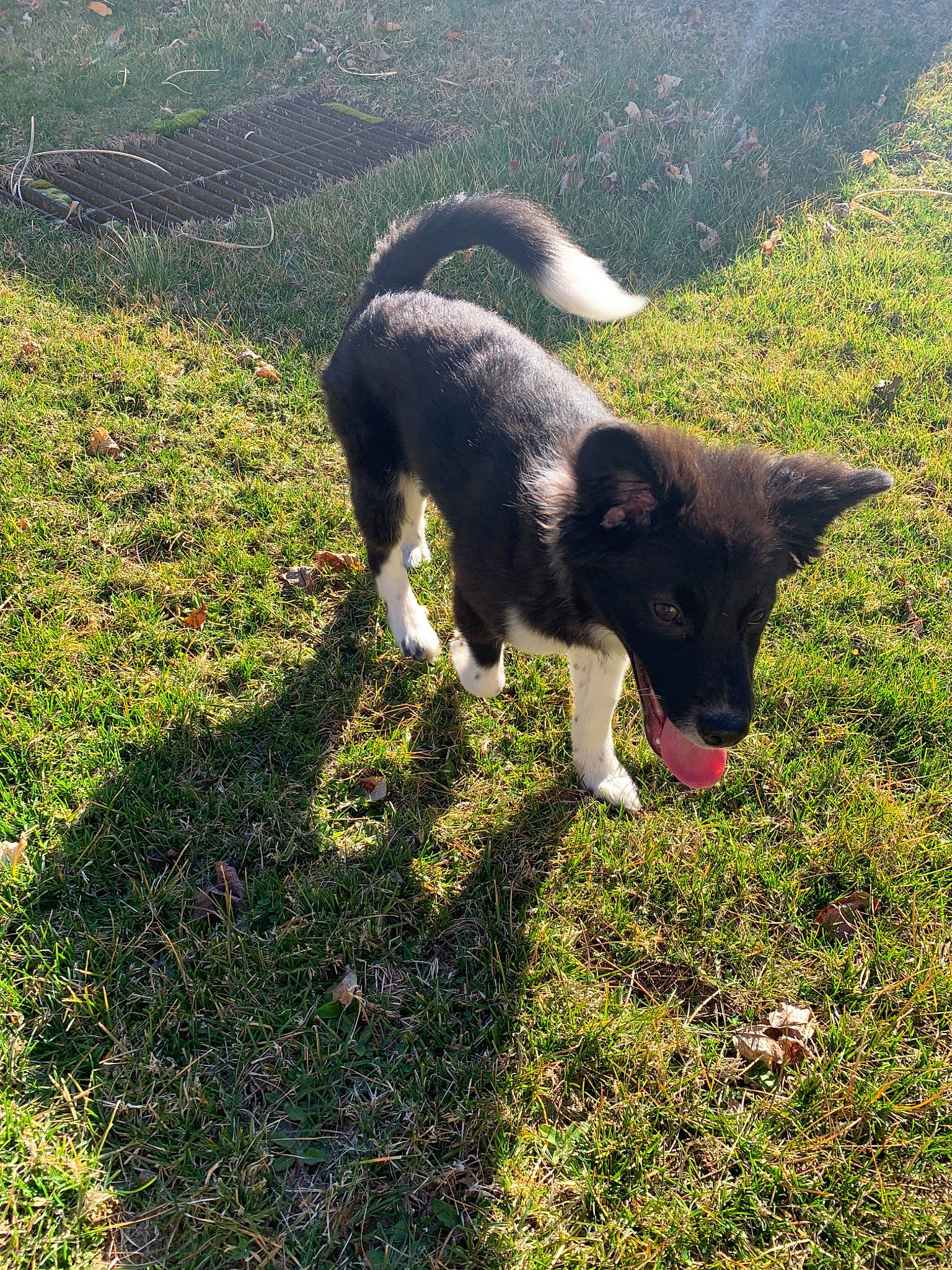 Comet is registered to the contest to win money with this photo: border_collie, canidae, carnivore, dog, dog_breed, grass, herding_dog, mammal, sporting_group, tail, vertebrate