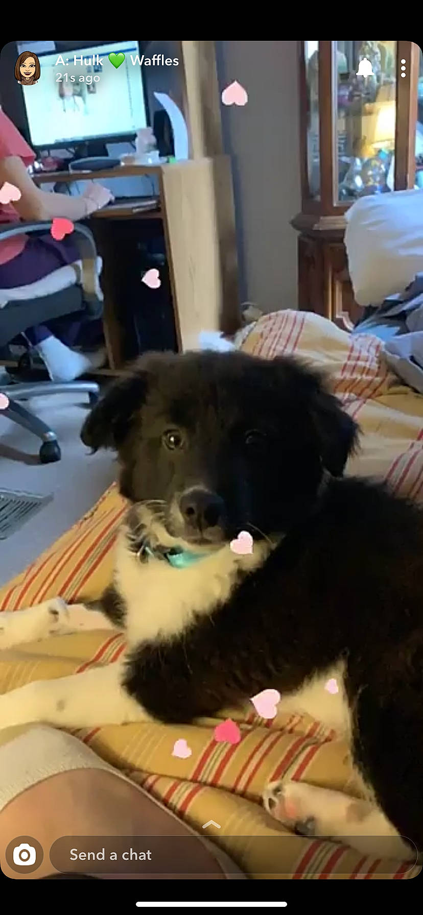 Comet joined the competition — help win amazing prizes! border_collie, canidae, carnivore, dog, dog_breed, karelian_bear_dog, mammal, puppy, sporting_group, vertebrate