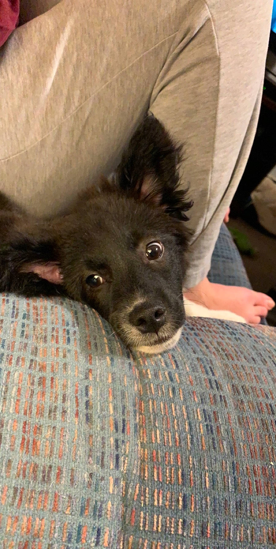 Comet joined the competition — help win amazing prizes! canidae, carnivore, dog, dog_breed, mammal, snout, vertebrate