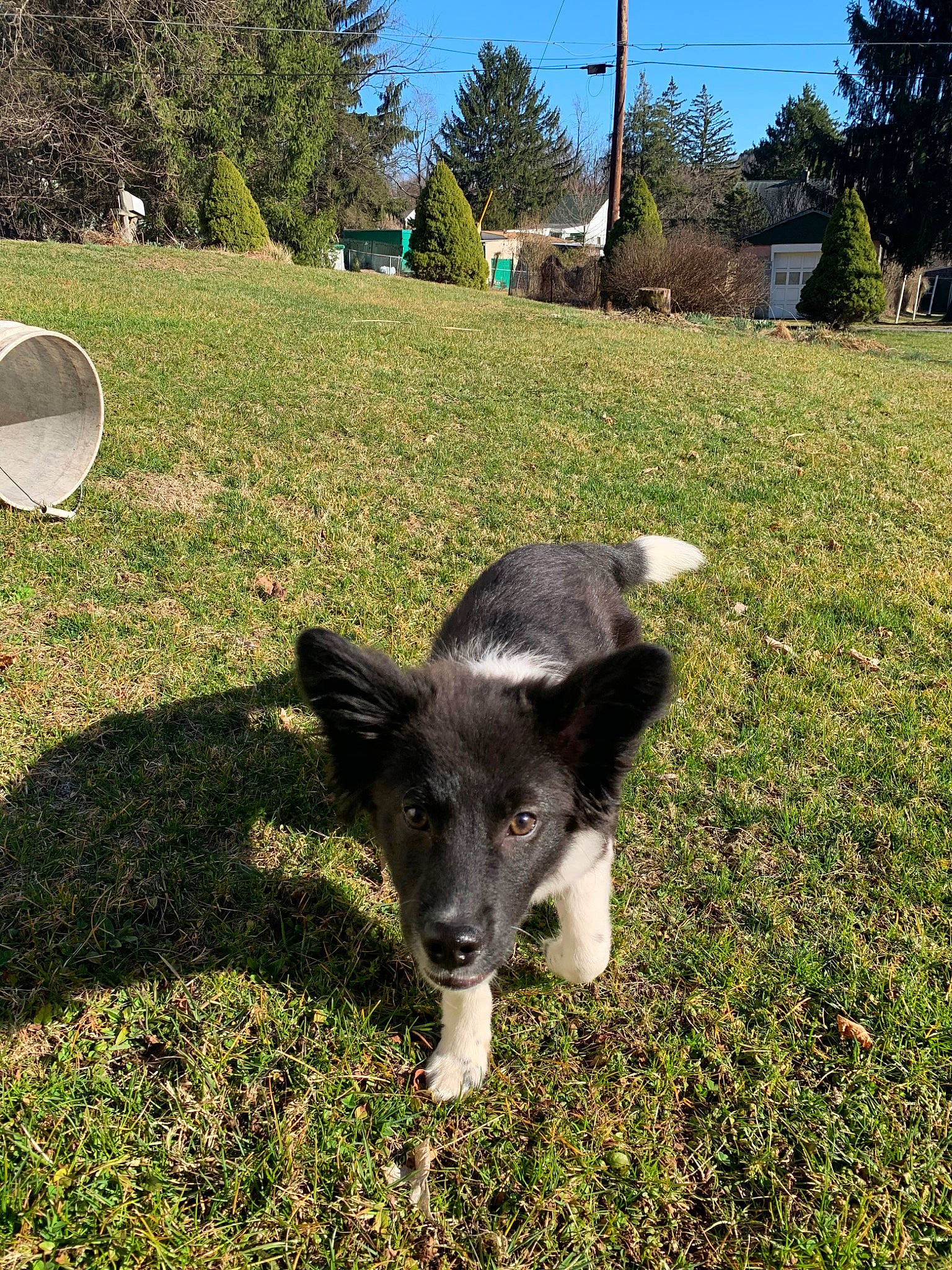 Comet joined the competition — help win amazing prizes! border_collie, canidae, carnivore, dog, dog_breed, grass, lawn, mammal, plant, puppy, siberian_husky