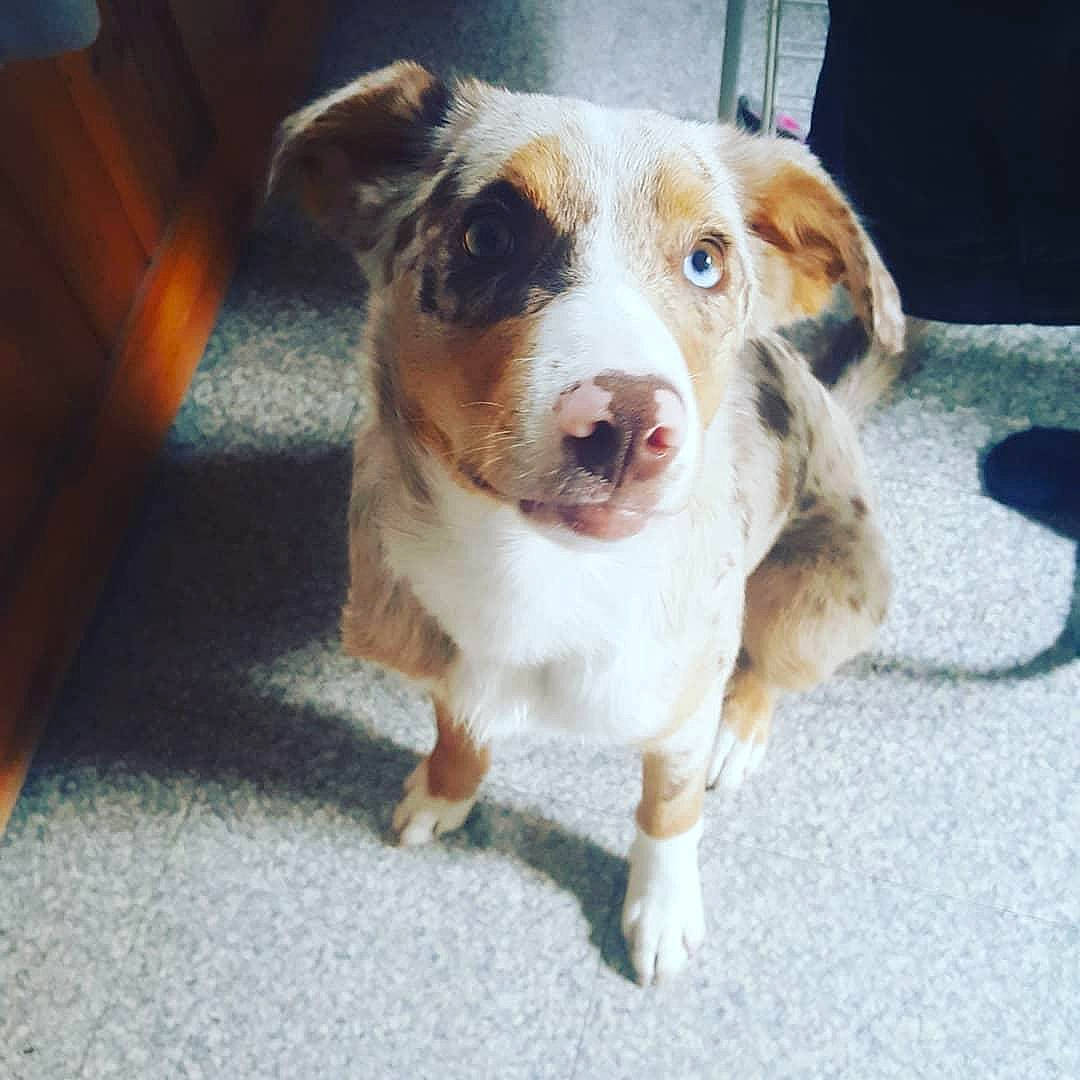 Daiki a rejoint le concours — aidez-le/la à gagner de superbes lots ! australian_shepherd, canidae, carnivore, companion_dog, dog, dog_breed, fawn, herding_dog, mammal, nose, puppy, rare_breed_dog, vertebrate, working_dog