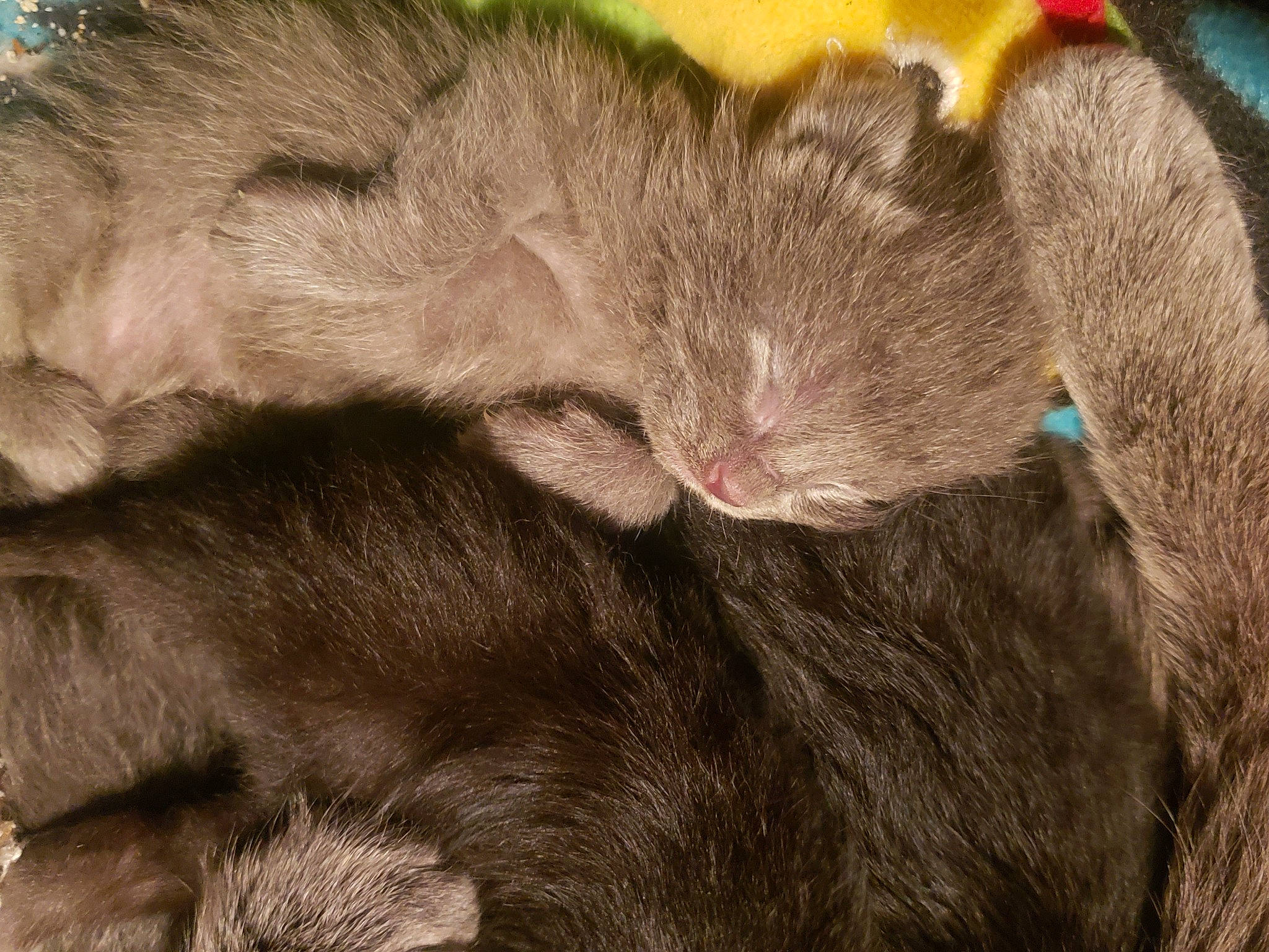 Unknown joined the competition — help win amazing prizes! black_cat, carnivore, cat, claw, comfort, domestic_short_haired_cat, ear, felidae, fur, liver, nap, paw, sleep, small_to_medium_sized_cats, snout, tail, terrestrial_animal, whiskers, wildlife