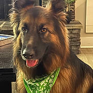 Deka is registered to the contest to win money with this photo: animal, bandana, companion, cozy, dog, domestic, ears, fireplace, fur, german_shepherd, green_bandana, indoor, looking, pet, plant, portrait, stone, table, tongue_out, wood_floor