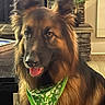 animal, bandana, companion, cozy, dog, domestic, ears, fireplace, fur, german_shepherd, green_bandana, indoor, looking, pet, plant, portrait, stone, table, tongue_out, wood_floor