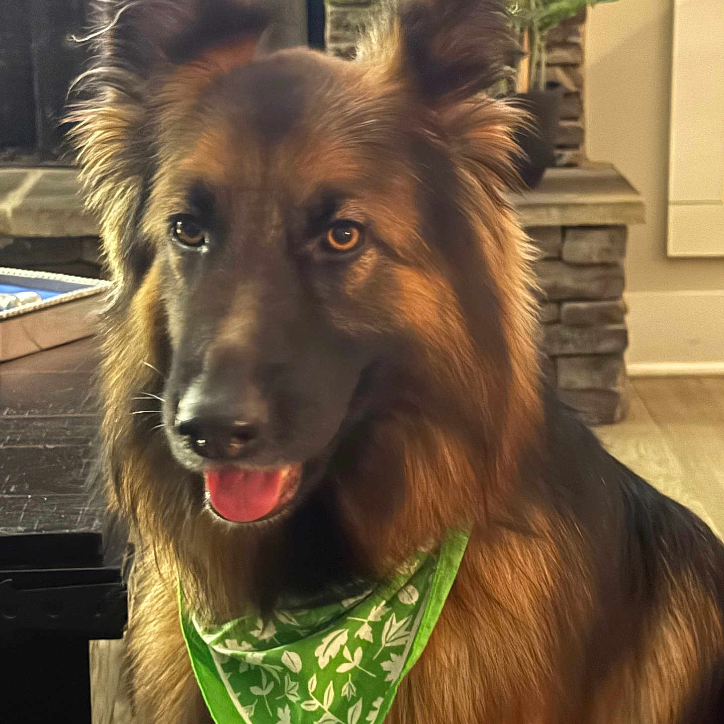 Deka is registered to the contest to win money with this photo: animal, bandana, companion, cozy, dog, domestic, ears, fireplace, fur, german_shepherd, green_bandana, indoor, looking, pet, plant, portrait, stone, table, tongue_out, wood_floor