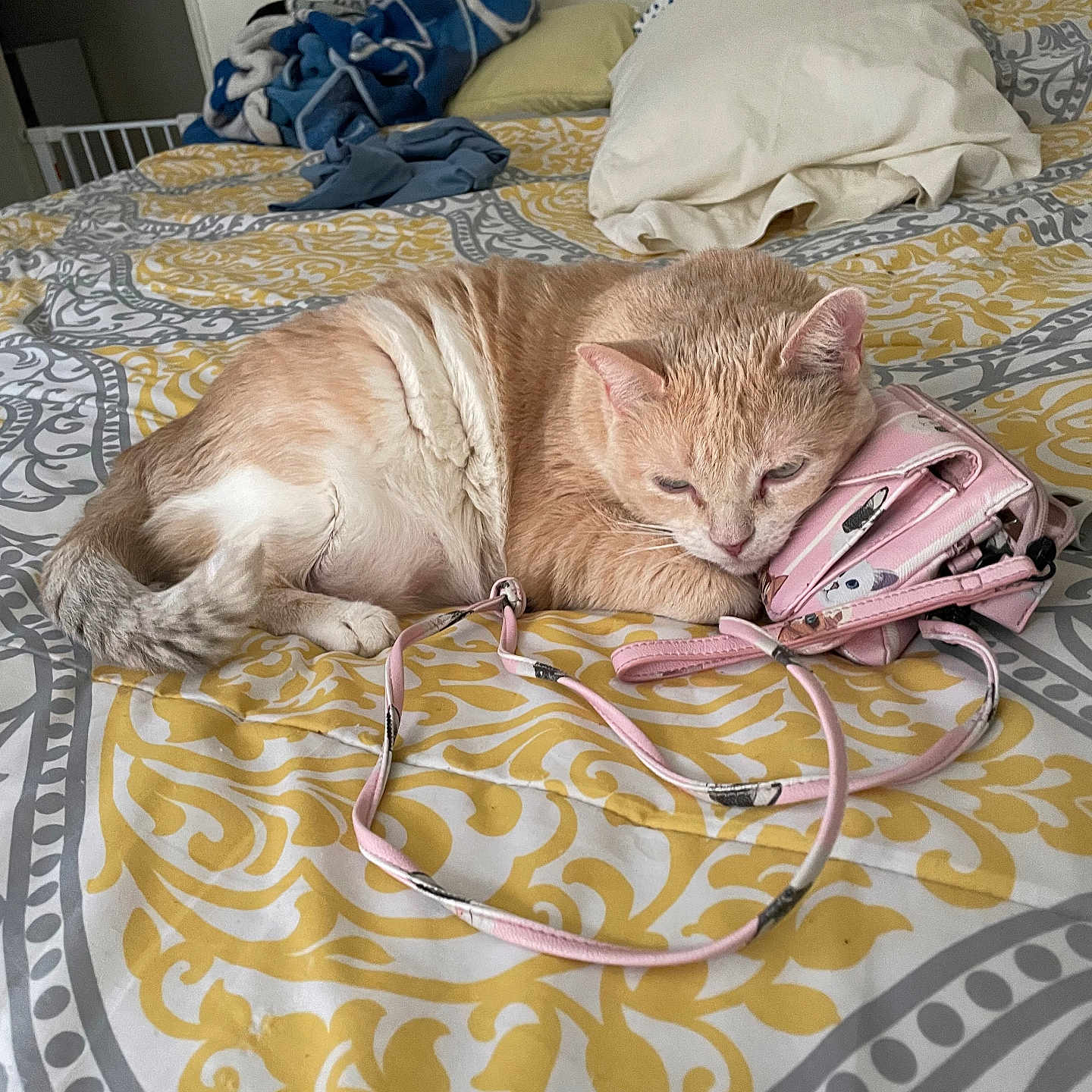 Gingi joined the competition — help win amazing prizes! accessories, animal, back, bag, bed, bedroom, blanket, cat, clothing, couch, cushion, furniture, glove, handbag, homedecor, indoors, kitten, pet, quilt, room