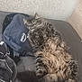 cat, tabby, fluffy, bed, backpack, indoor, relaxed, sleepy, feline, fur, resting, cozy, bedding, striped, pet, animal, domestic, home, wall, soft