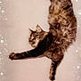Athéna a rejoint le concours — aidez-le/la à gagner de superbes lots ! cat, tabby, stretching, sleeping, fluffy, feline, pet, animal, relaxing, bed, comfort, indoor, whiskers, tail, paw, fur, cute, cozy, resting, sparkles