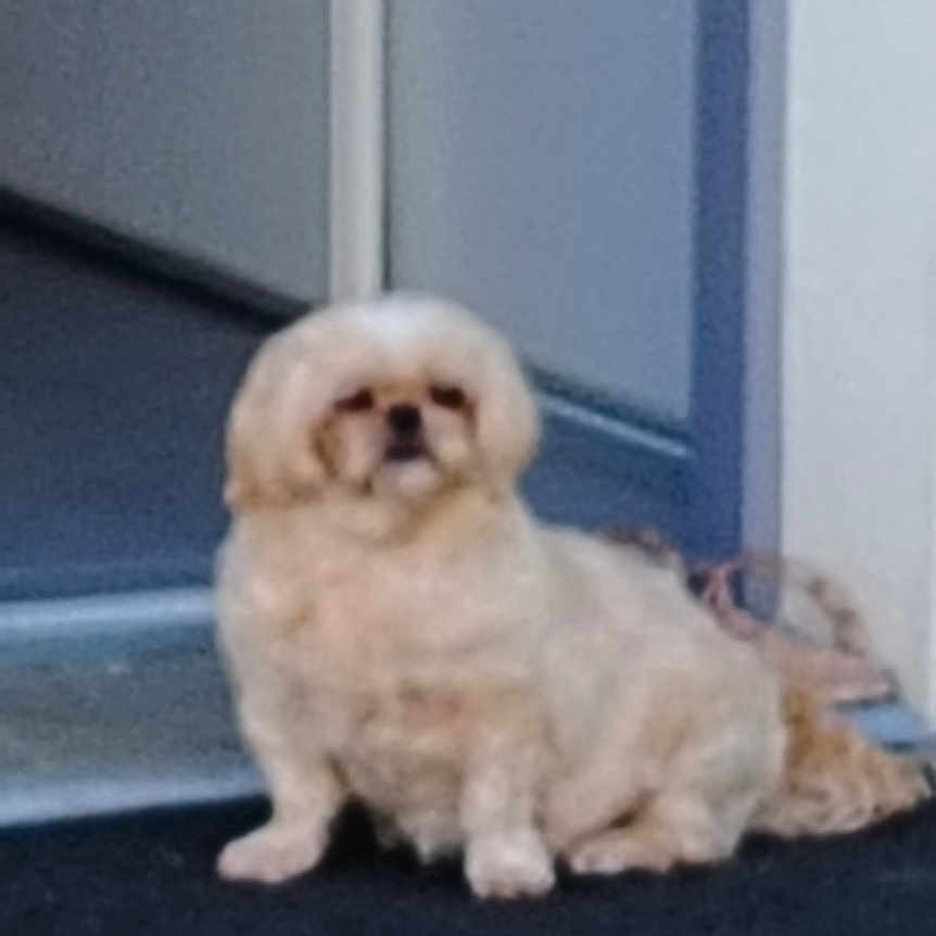 Chona a rejoint le concours — aidez-le/la à gagner de superbes lots ! dog, small_dog, fluffy, white_dog, sitting, doorstep, doormat, blue_door, house, entrance, outdoor, grass, portrait, pet, companion_animal, fur, looking_at_camera, cute, front_porch, vertical_photo