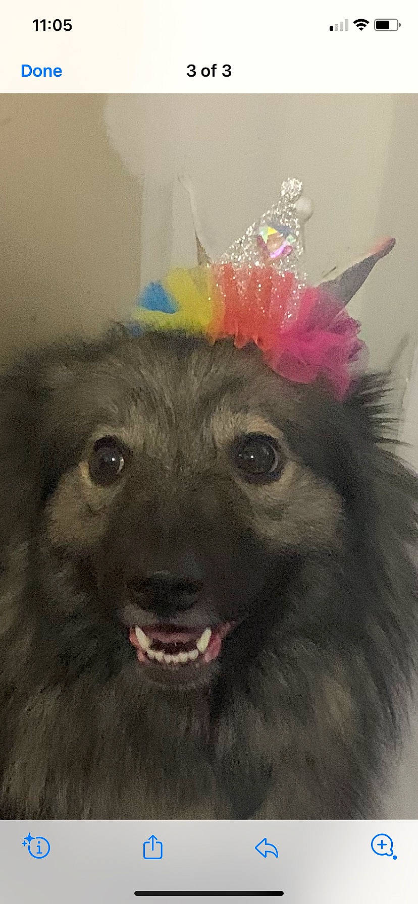 Bailey joined the competition — help win amazing prizes! canidae, carnivore, companion_dog, costume, costume_hat, dog_breed, fang, fashion_accessory, fawn, feather, fur, hat, magenta, party_hat, plush, selfie, stuffed_toy, toy, whiskers, working_animal