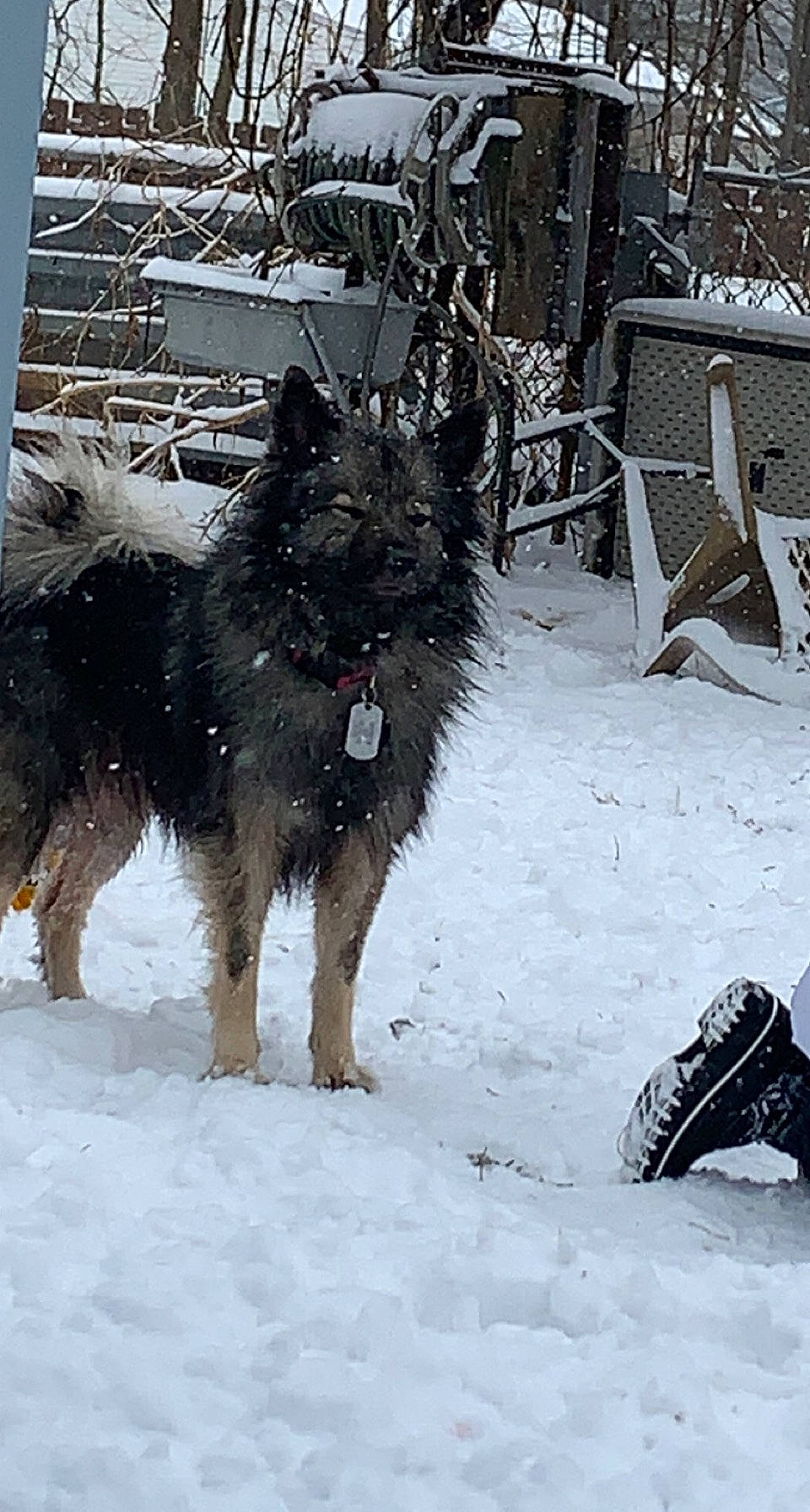 Bailey is registered to the contest to win money with this photo: canidae, canis, carnivore, chair, companion_dog, dog, dog_breed, dog_supply, event, freezing, fur, plant, snout, snow, sporting_group, tail, winter, working_animal, working_dog