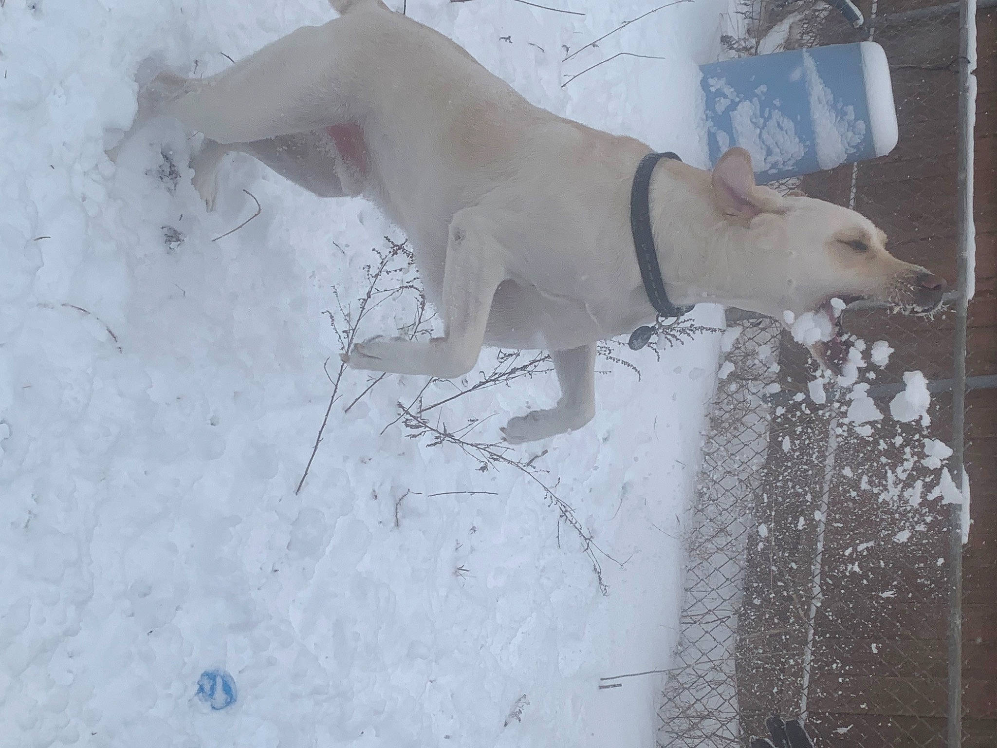 Kodak is registered to the contest to win money with this photo: ancient_dog_breeds, art, dog, dog_breed, freezing, slope, snout, snow, tail, terrestrial_animal, visual_arts, wildlife, winter, working_animal