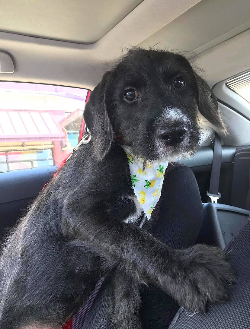 Blu joined the competition — help win amazing prizes! auto_part, borador, canidae, carnivore, collar, companion_dog, dog, dog_breed, dog_collar, fur, gun_dog, hunting_dog, liver, snout, sporting_group, vehicle, whiskers, windshield, working_animal, working_dog