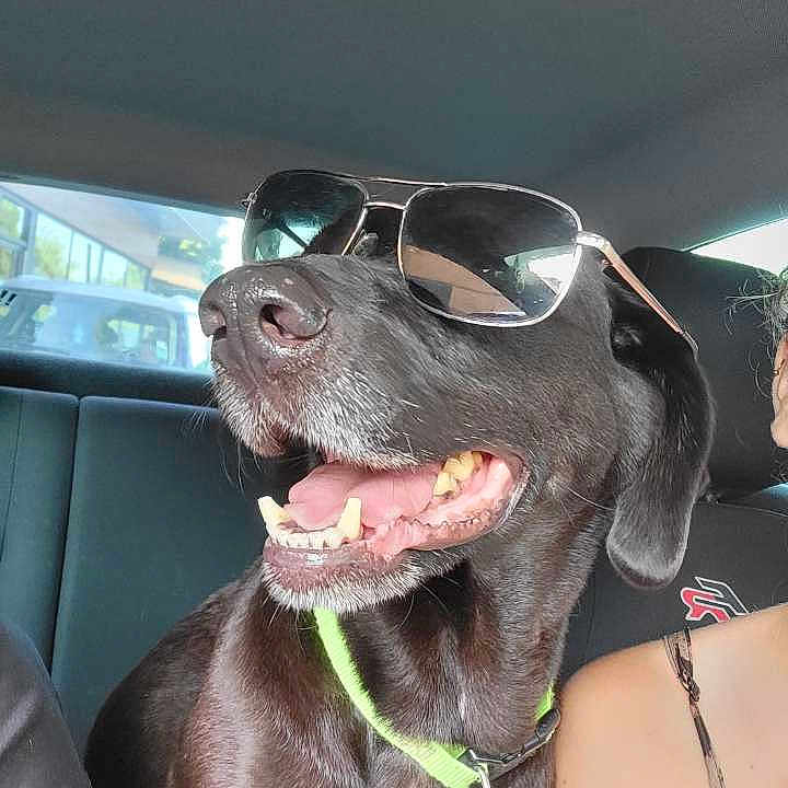 Kiwi a rejoint le concours — aidez-le/la à gagner de superbes lots ! animal, black_dog, canine, car_interior, casual, collar, companion, dog, happy, indoors, partial_person, pet, relaxed, road_trip, seat, smiling_dog, sunglasses, sunlight, tongue_out, window