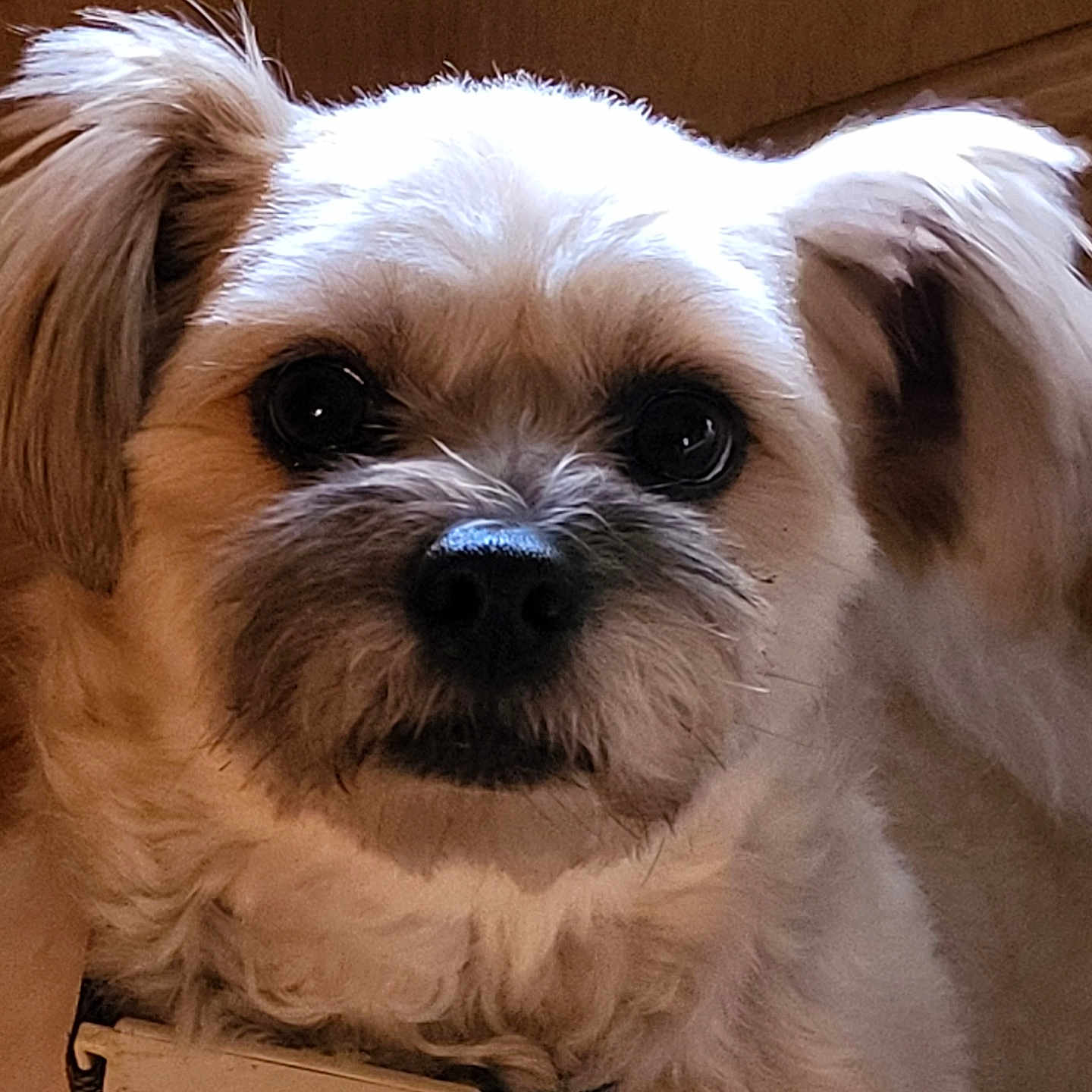 Dudley is registered to the contest to win money with this photo: accessories, affenpinscher, animal, canine, cockerspaniel, collar, couch, dog, electronics, furniture, goggles, mobilephone, papillon, pet, phone, poodle, puppy, strap, terrier, whitedog
