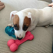 Booba a rejoint le concours — aidez-le/la à gagner de superbes lots ! blue_chew_toy, brown_patch, chewing, close_up, couch, cozy, dog, eyes, fabric_texture, human_hand, indoor, jeans, nose, paw, pink_bone_toy, playful, puppy, ribbed_couch, toy, white_fur