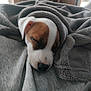 Booba a rejoint le concours — aidez-le/la à gagner de superbes lots ! bedding, blanket, brown_and_white, close_up, closed_eyes, cozy, dog, ear, fabric, fur, indoor, nose, pet, portrait, puppy, resting, sleeping_puppy, snout, soft, textile