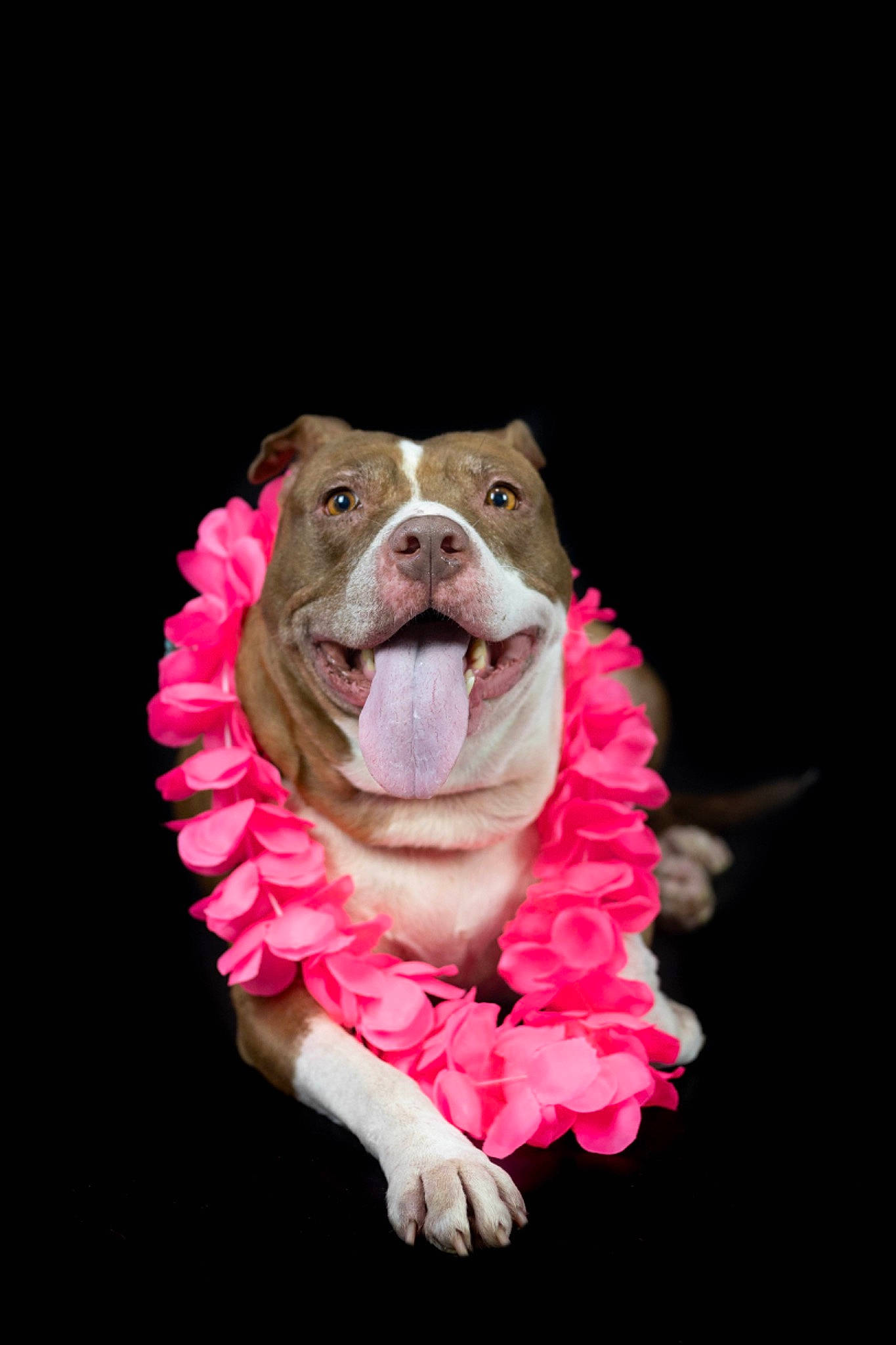 Shelby joined the competition — help win amazing prizes! canidae, carmine, carnivore, companion_dog, dog, dog_breed, dog_supply, entertainment, fur, jaw, liver, magenta, performing_arts, petal, pink, public_event, snout, sporting_group, toy, wrinkle