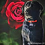 animal, book, bulldog, canine, dog, envelope, flower, flowerarrangement, geranium, greetingcard, labradorretriever, mail, pet, petal, plant, publication, pug, puppy, rose, snout