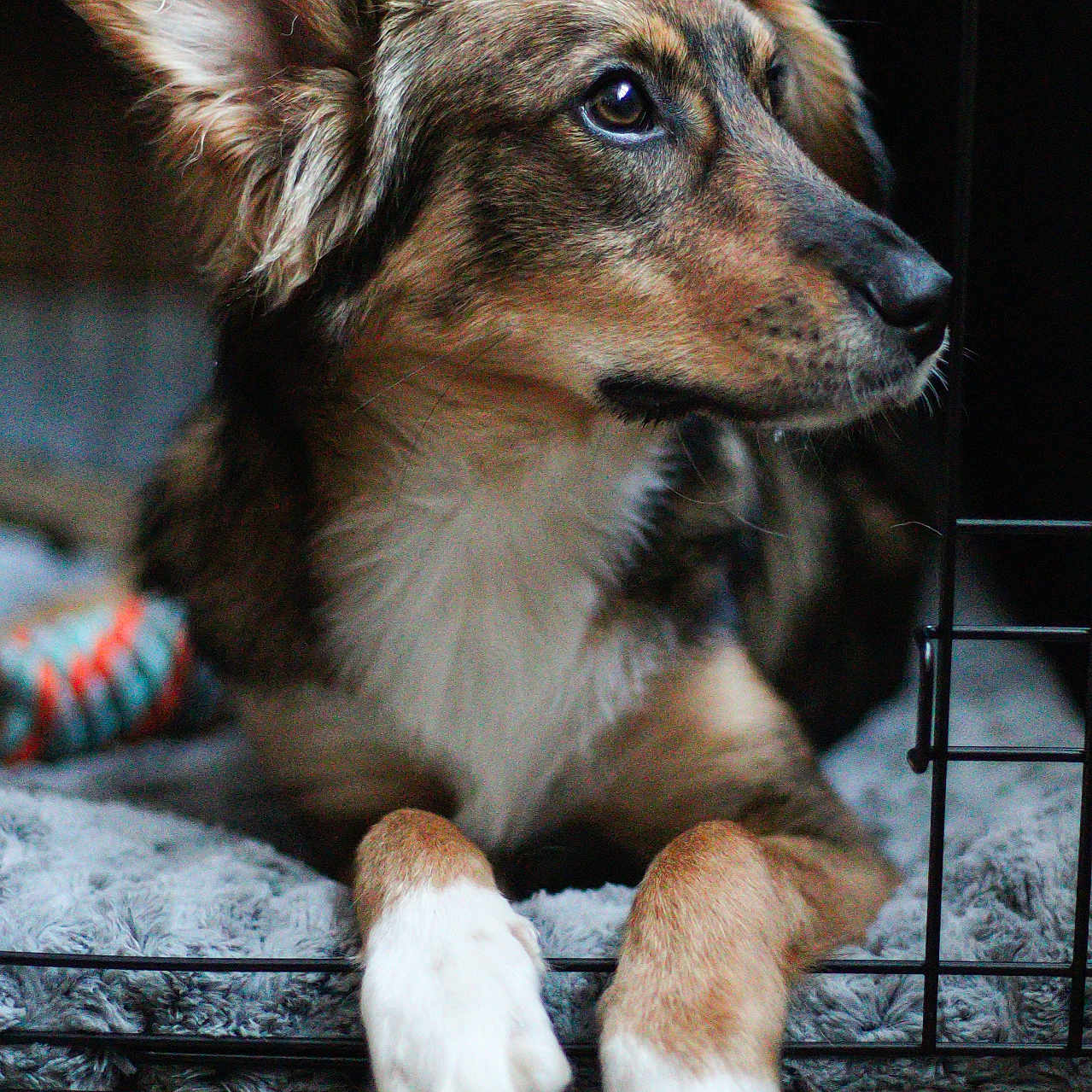 Bonnie is registered to the contest to win money with this photo: accessories, animal, beagle, canine, chihuahua, collie, den, dog, doghouse, germanshepherd, goldenretriever, hound, husky, indoors, kennel, pet, puppy, snout, strap, terrier