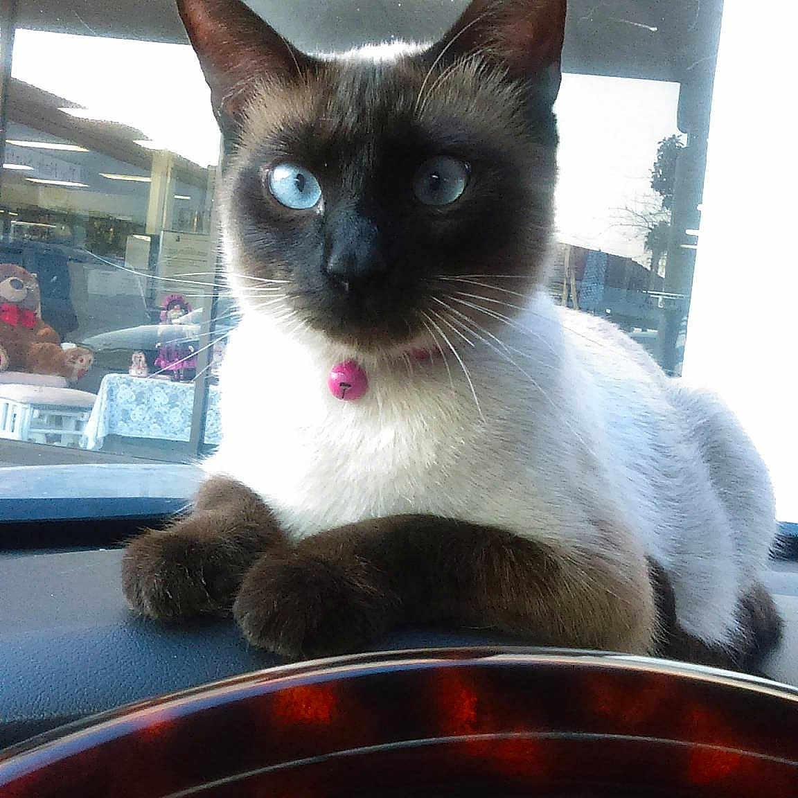 Bella