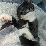 Aya participe au concours pour gagner de l'argent avec cette photo : cat, kitten, sleeping, cozy, blanket, fluffy, paw, pink_pads, black_and_white, pet, cute, relaxed, indoor, fur, whiskers, napping, soft, resting, animal, domestic_cat