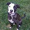 Hennessy is registered to the contest to win money with this photo: dog, puppy, brindle, grass, outdoor, pet, animal, cute, sitting, collar, young, fur, ears, tail, nature, green, adorable, portrait, looking_up, friendly