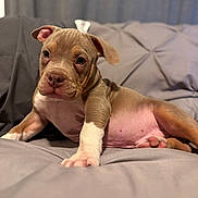 Tank is registered to the contest to win money with this photo: animal, brown, canine, couch, cute, dog, domestic_animal, ears, eyes, face, fur, indoor, mammal, nose, paw, pet, puppy, resting, white, young