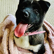 Licksy Lou is registered to the contest to win money with this photo: puppy, dog, black_and_white, pink_collar, blanket, tongue_out, happy, cute, pet, fur, animal, indoor, carpet, cozy, playful, young_dog, snuggled, mammal, closeup, adorable