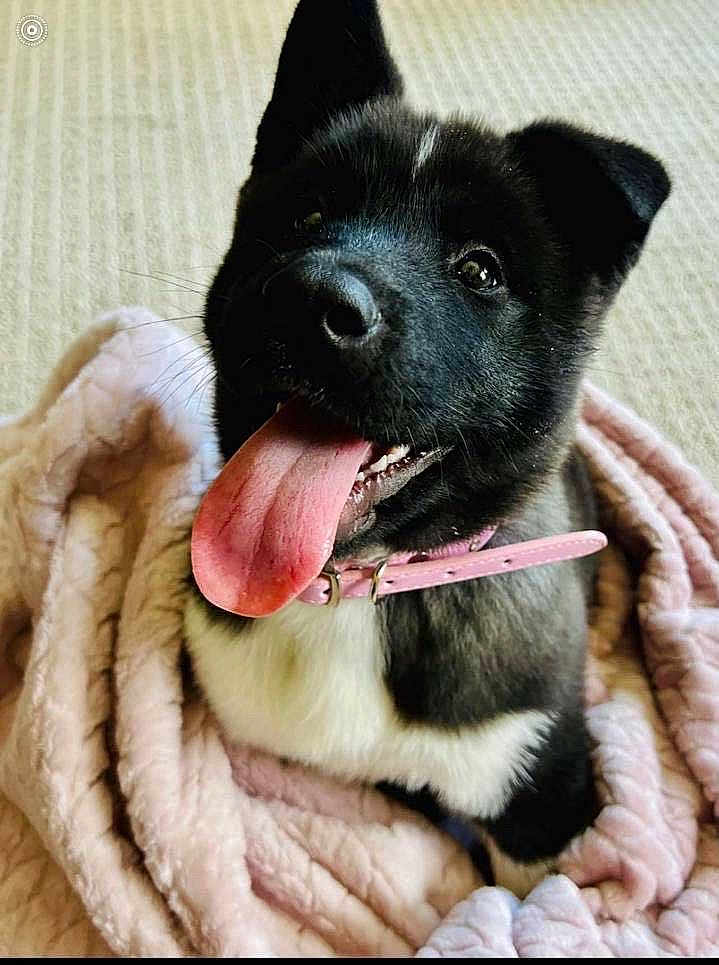 Licksy Lou