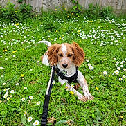 Kenzie joined the competition — help win amazing prizes! puppy, dog, brown_and_white, grass, flowers, daisy, leash, harness, outdoor, nature, pinecone, fence, cute, pet, animal, playful, summer, greenery, young_dog, garden