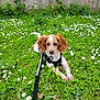 puppy, dog, brown_and_white, grass, flowers, daisy, leash, harness, outdoor, nature, pinecone, fence, cute, pet, animal, playful, summer, greenery, young_dog, garden