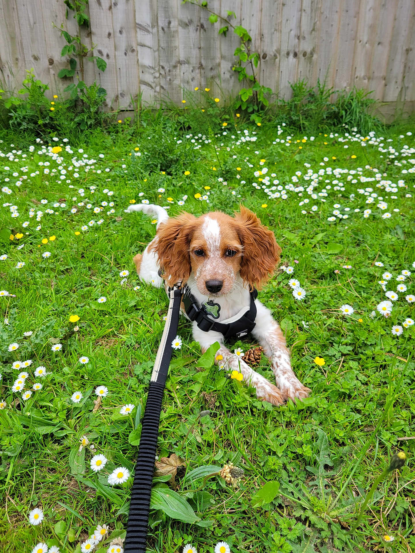 Kenzie joined the competition — help win amazing prizes! puppy, dog, brown_and_white, grass, flowers, daisy, leash, harness, outdoor, nature, pinecone, fence, cute, pet, animal, playful, summer, greenery, young_dog, garden
