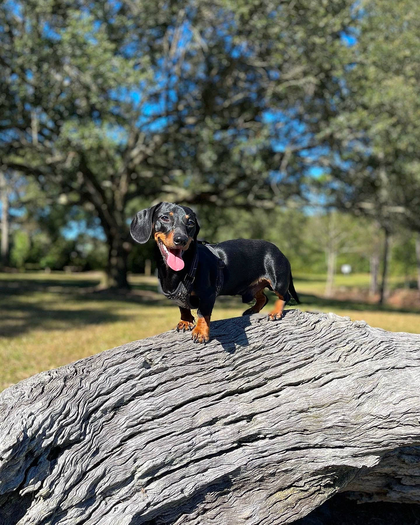 Spanky is registered to the contest to win money with this photo: canidae, carnivore, companion_dog, dog, dog_breed, fawn, grass, guard_dog, hound, landscape, plant, rock, sky, snout, sporting_group, tail, tree, trunk, wood, working_dog
