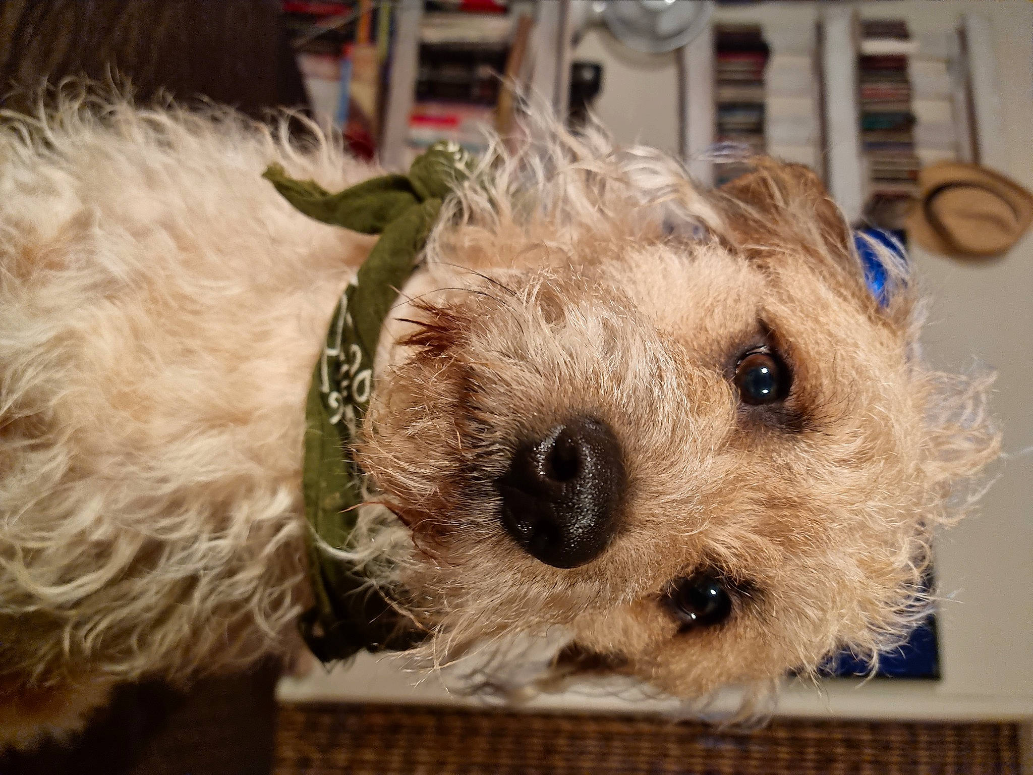 Voyou a rejoint le concours — aidez-le/la à gagner de superbes lots ! canidae, carnivore, collar, companion_dog, dog, dog_breed, dog_clothes, dog_collar, dog_supply, fawn, fur, pet_supply, small_terrier, snout, sporting_group, stuffed_toy, terrier, toy, toy_dog, working_animal