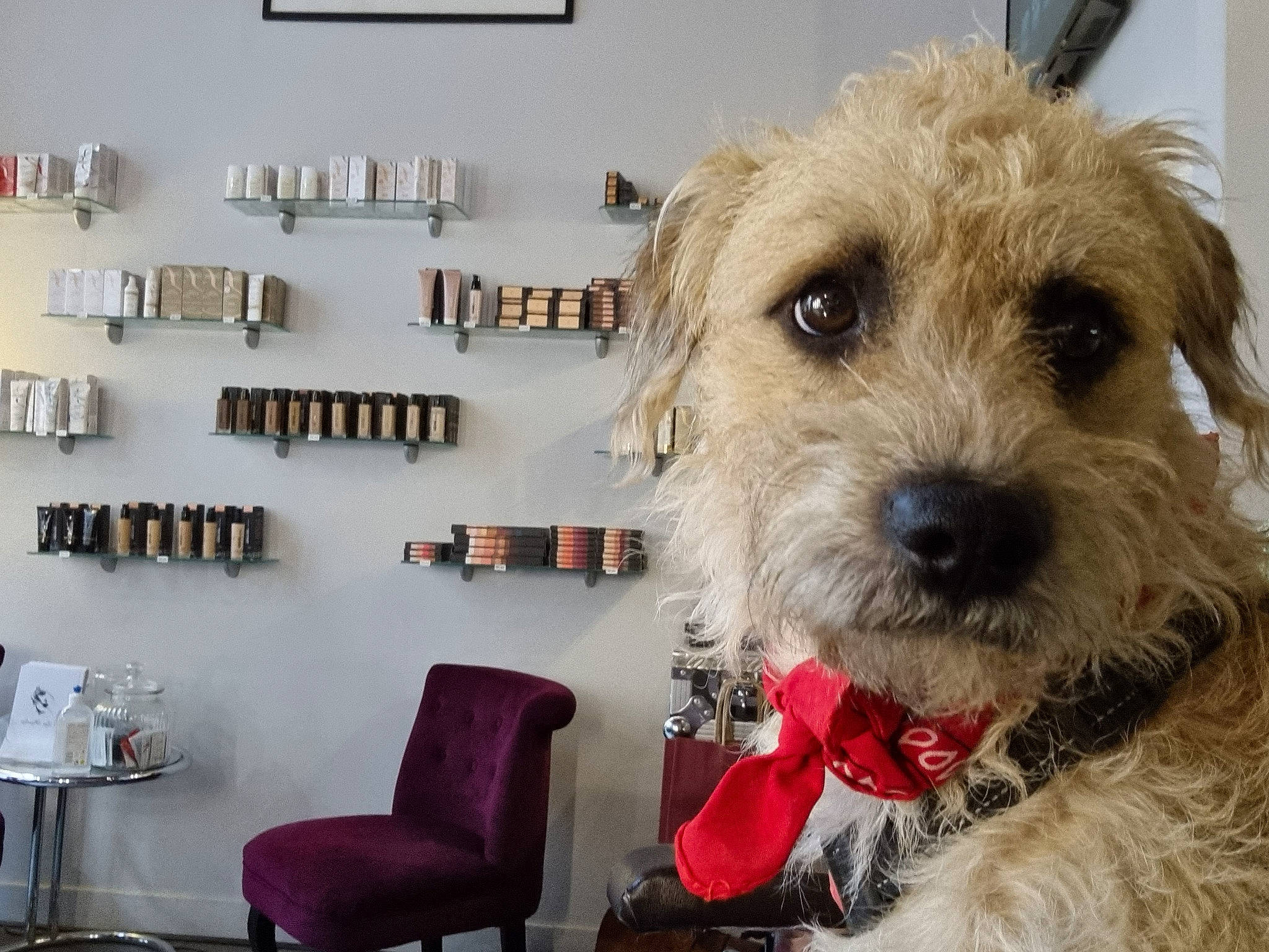 Voyou a rejoint le concours — aidez-le/la à gagner de superbes lots ! canidae, carnivore, chair, collar, companion_dog, dog, dog_breed, dog_collar, dog_supply, flooring, fur, pet_supply, picture_frame, schnauzer, small_terrier, snout, sporting_group, terrier, toy_dog, working_animal