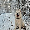 Valoue participe au concours pour gagner de l'argent avec cette photo : dog, snow, forest, winter, animal, outdoor, nature, white_dog, canine, happy, tongue_out, trees, cold, seasonal, snowy, fur, sitting, landscape, daylight, scenic