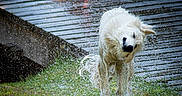 Valoue a rejoint le concours — aidez-le/la à gagner de superbes lots ! dog, white_dog, water_splash, wet_fur, outdoor, grass, wooden_deck, animal, pet, shaking, motion, playful, daylight, nature, canine, energetic, fur, close_up, action_shot, summer