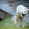 dog, white_dog, water_splash, wet_fur, outdoor, grass, wooden_deck, animal, pet, shaking, motion, playful, daylight, nature, canine, energetic, fur, close_up, action_shot, summer