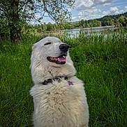 Valoue a rejoint le concours — aidez-le/la à gagner de superbes lots ! dog, white_dog, grass, lake, tree, clouds, outdoor, nature, happy, pet, collar, tongue, canine, fur, summer, greenery, landscape, smile, animal, peaceful