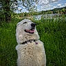 dog, white_dog, grass, lake, tree, clouds, outdoor, nature, happy, pet, collar, tongue, canine, fur, summer, greenery, landscape, smile, animal, peaceful