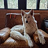 Valoue a rejoint le concours — aidez-le/la à gagner de superbes lots ! dog, white_dog, leather_chair, window, forest, indoor, pet, animal, fur, relaxed, resting, ears, snout, paw, wooden_wall, natural_light, cozy, domestic, companion, sitting