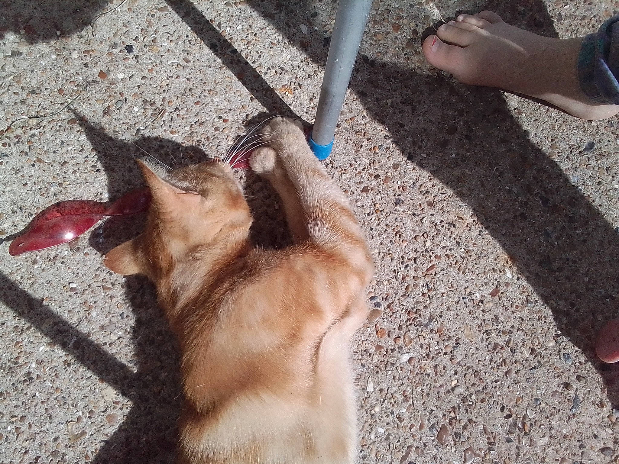 Simba a rejoint le concours — aidez-le/la à gagner de superbes lots ! carnivore, collar, companion_dog, dog_breed, dog_collar, domestic_short_haired_cat, fawn, felidae, foot, fur, human_leg, leash, paw, small_to_medium_sized_cats, snout, sporting_group, tail, thigh, whiskers, working_animal