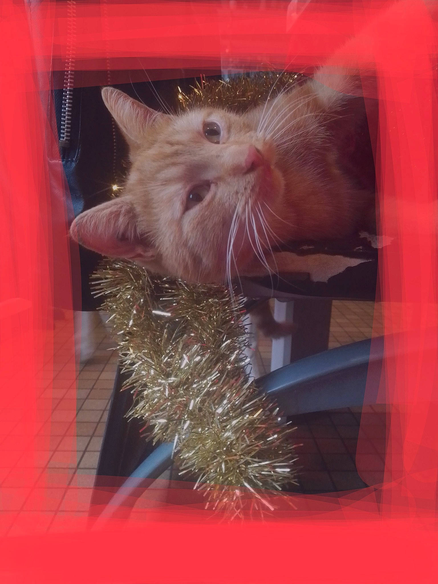 Simba participe au concours pour gagner de l'argent avec cette photo : carnivore, cat, electric_blue, event, fawn, felidae, fur, holiday, rectangle, small_to_medium_sized_cats, snout, whiskers, wood