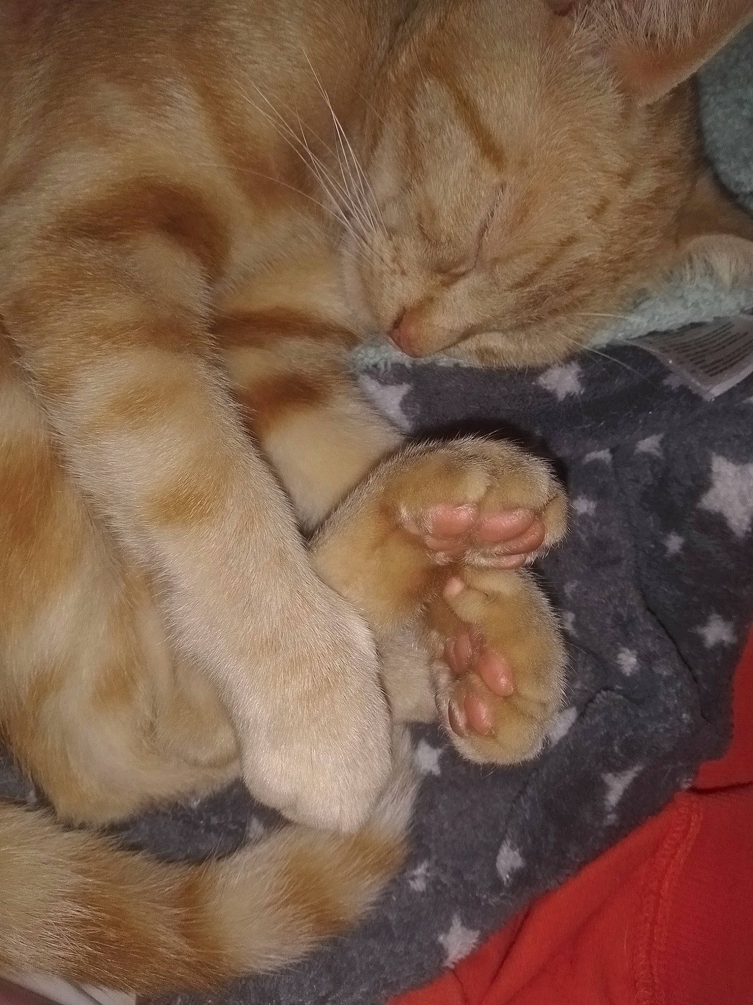 Simba a rejoint le concours — aidez-le/la à gagner de superbes lots ! canidae, carnivore, cat, claw, comfort, companion_dog, dog_breed, domestic_short_haired_cat, fawn, felidae, fur, nap, paw, sleep, small_to_medium_sized_cats, snout, tail, terrestrial_animal, whiskers, wrinkle